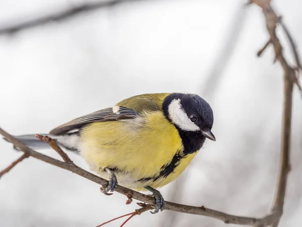 Cute Bird Great Tit Songbird Sitting Branch Leaves Autumn Winter — Stock fotografie