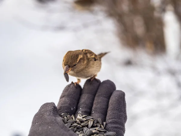 Sparrow Eet Zaden Uit Hand Van Een Man Een Mus — Stockfoto