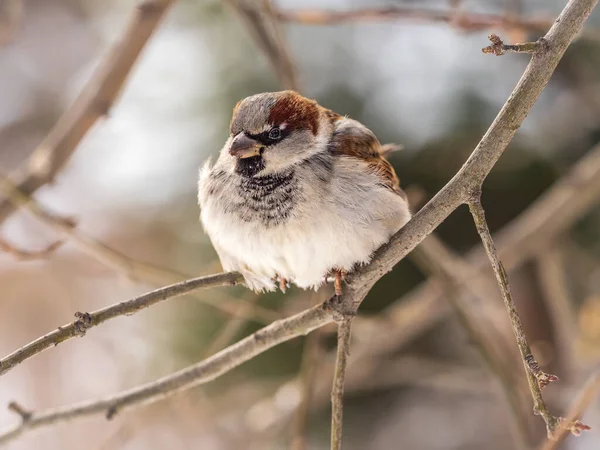 Sparrow Est Assis Sur Une Branche Sans Feuilles Bruant Sur — Photo