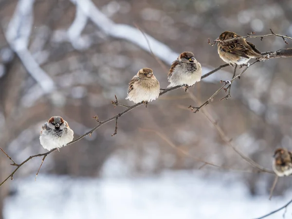 Patru Sparrows Stă Ramură Fără Frunze Sparrows Ramură Toamnă Sau — Fotografie, imagine de stoc