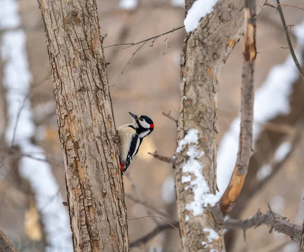 Küçük ağaçkakan ağaç gövdesine oturur. Ağaçkakan kışın, büyük benekli ağaçkakan Dendrocopos ana ağaçkakanı karla büyük bir ağaçtan yiyecek alır.