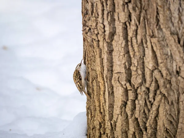 Little Bird Eurasian Treecreeper Crawling Tree Cute Interesting Forest Bird — Stock Photo, Image