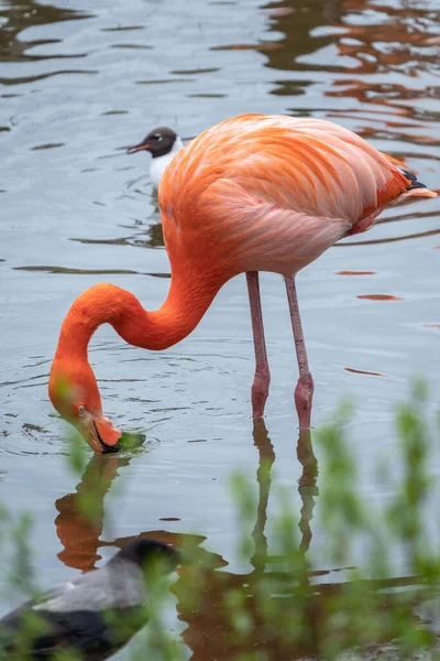 Amerikan flamingosu Phoenicopterus ruber göl kıyısında suyun üzerinde duruyor. Büyük bir flamingo türüdür.