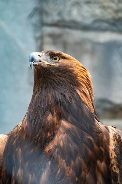 Портрет Хищной Птицы Беркута Золотой Орёл Aquila Chrysaetos Является Хищной — стоковое фото