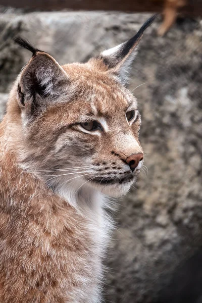 Eurázsiai Hiúz Portréja Közelről Eurázsiai Hiúz Lat Lynx Lynx Egy — Stock Fotó