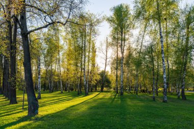 Bahar parkındaki ağaçların arasından güneş. Baharda güzel bir park Ağaçların arasından parlayan parlak güneş Ağaçların arasından parlayan güneş.
