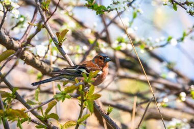 Yaygın papatya çayırı, baharda yeşil arka planda bir dala oturur. Vahşi yaşamın güzel ötücü kuşu papatya çayı. Sıradan ispinoz mu yoksa latin adı Fringilla Coelebs mi?.