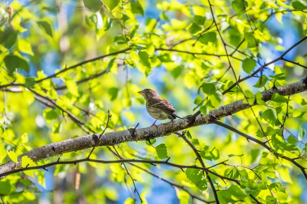 Pájaro Cantor Verde Amarillo Pinzón Verde Europeo Sentado Una Rama — Foto de Stock