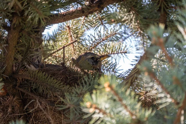 Ardıç Kuşu Turdus Pilaris Bir Yuvada Oturur Vahşi Doğayla Içe — Stok fotoğraf