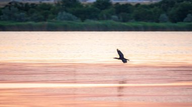 Siyah karabataklar güzel pembe günbatımında denizin üzerinde uçuyorlar. Büyük karabatak, Phalacrocorax karbonhidrat, büyük siyah karabatak, ya da siyah sevişme olarak bilinir..