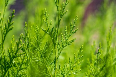 Yeşil dallar ve bir thuja ağacının taze yaprakları. Arkaplan resmi.