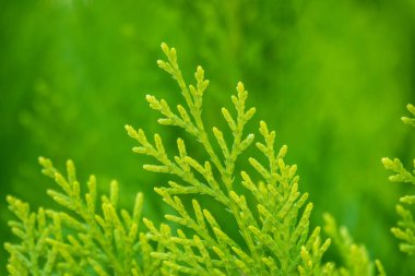Yeşil dallar ve bir thuja ağacının taze yaprakları. Arkaplan resmi.