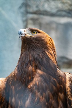 Yırtıcı Kuş Altın Kartal 'ın portresi. Altın kartal, Aquila chrysaetos, kuzey yarımkürede yaşayan bir yırtıcı kuş türüdür..