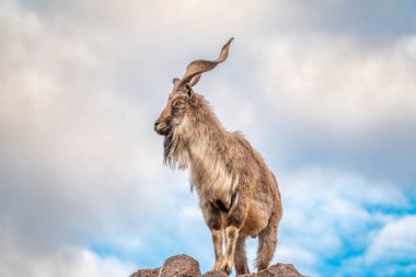 Markhor, Capra Falconeri, Orta Asya 'ya özgü vahşi keçi Karakoram ve Himalayalar mavi gökyüzü arka planında duran kayalar. Erkekler sıkıca kıvrılmış, tirbuşon gibi boynuzları var, 160 cm uzunluğunda.