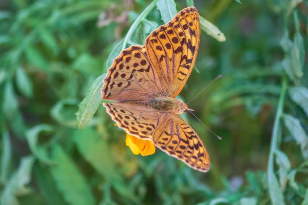 濃い緑色のフリル状の蝶は花に蜜を集めます スペイエリア アグラハ Speyeria Aglaja かつてアルギニス アグラハ Argynnis Aglaja として知られていた — ストック写真