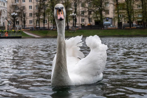 Anmutige Weiße Schwäne Schwimmen Teich Stadtpark Der Höckerschwan Cygnus Olor — Stockfoto