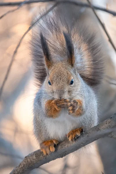 Pähkinäorava Istuu Puussa Talvella Tai Myöhään Syksyllä Euraasialainen Orava Sciurus — kuvapankkivalokuva