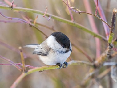 Cute bird The willow tit, song bird sitting on a branch without leaves in the winter. Willow tit perching on tree in winter. The willow tit, lat. Poecile montanus.