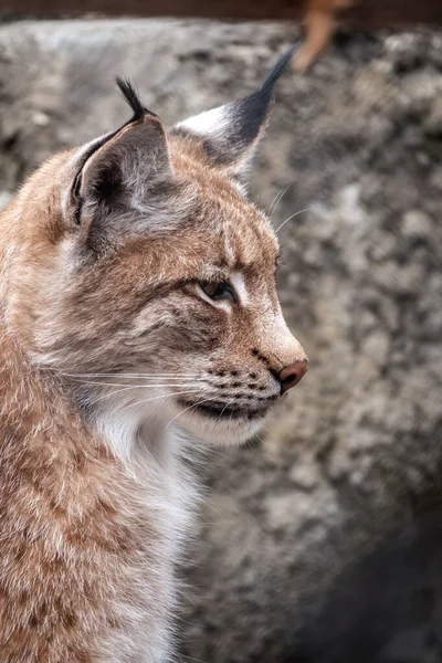 Eurázsiai Hiúz Portréja Közelről Eurázsiai Hiúz Lat Lynx Lynx Egy — Stock Fotó