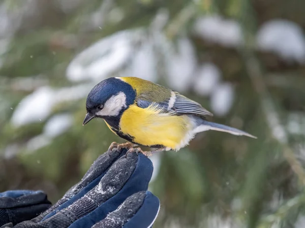 Tit Sits Man Hand Eats Seeds Taking Care Birds Winter — Stock fotografie