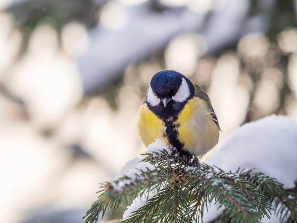 Cute Bird Great Tit Songbird Sitting Fir Branch Snow Winter — Stock Fotó