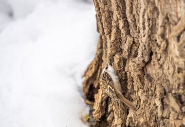 Ağaçta sürünen Avrasyalı küçük bir kuş. Şirin, ilginç orman kuşu Ağaç Bekçisi. Doğa geçmişi. Avrasya Ağaç Bekçisi ya da sıradan Ağaç Bekçisi. Erthia familiaris
