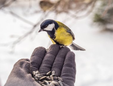 A tit sits on a man's hand and eats seeds. Taking care of birds in winter.