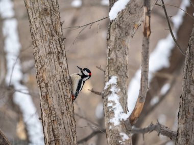 Küçük ağaçkakan ağaç gövdesine oturur. Ağaçkakan kışın, büyük benekli ağaçkakan Dendrocopos ana ağaçkakanı karla büyük bir ağaçtan yiyecek alır.