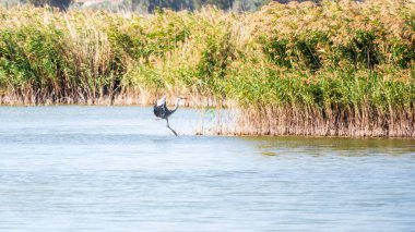Flight 'daki gri balıkçıl. Ardea cinerea. Gri balıkçıl balıkçılgiller (balıkçılgiller) familyasının uzun bacaklı yırtıcı kuşudur.,