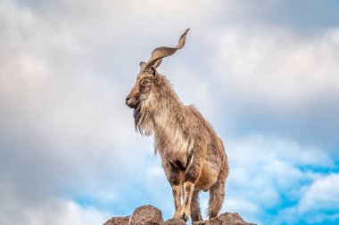 Markhor, Capra Falconeri, Orta Asya 'ya özgü vahşi keçi Karakoram ve Himalayalar mavi gökyüzü arka planında duran kayalar. Erkekler sıkıca kıvrılmış, tirbuşon gibi boynuzları var, 160 cm uzunluğunda.