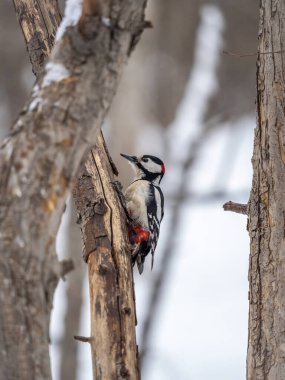 Küçük ağaçkakan ağaç gövdesine oturur. Ağaçkakan kışın, büyük benekli ağaçkakan Dendrocopos ana ağaçkakanı karla büyük bir ağaçtan yiyecek alır.