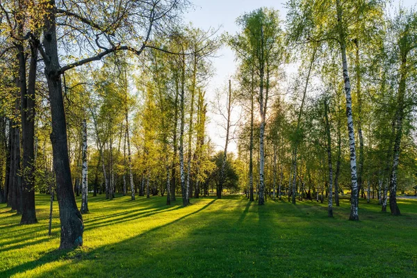 Bahar parkındaki ağaçların arasından güneş. Baharda güzel bir park Ağaçların arasından parlayan parlak güneş Ağaçların arasından parlayan güneş.