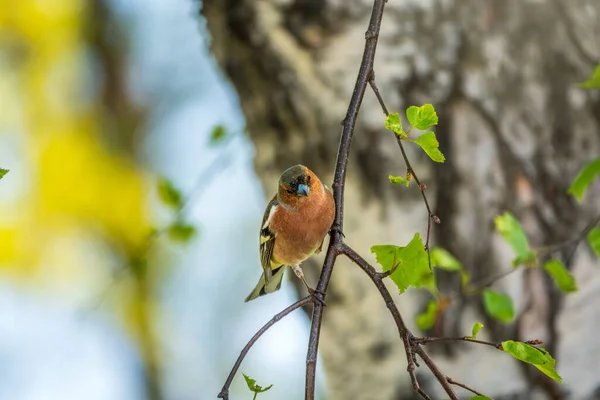 Common Chaffinch Sits Branch Spring Green Background Beautiful Songbird Common — Stock Photo, Image
