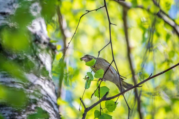 Pájaro Cantor Verde Amarillo Pinzón Verde Europeo Sentado Una Rama — Foto de Stock