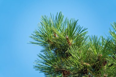 Yeşil çam ağacının yakın plan fotoğrafı. Dalların sonunda küçük çam kozalakları. Arka planda bulanık çam iğneleri. Noel ağacı dallarının arkaplanı.