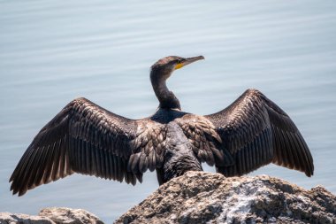 Büyük karabatak, Phalacrocorax karbonhidrat taşın üzerinde oturur ve kanatlarını rüzgarda kurutur. Büyük karabatak, Phalacrocorax karbonhidrat, büyük siyah karabatak, ya da siyah sevişme olarak bilinir..