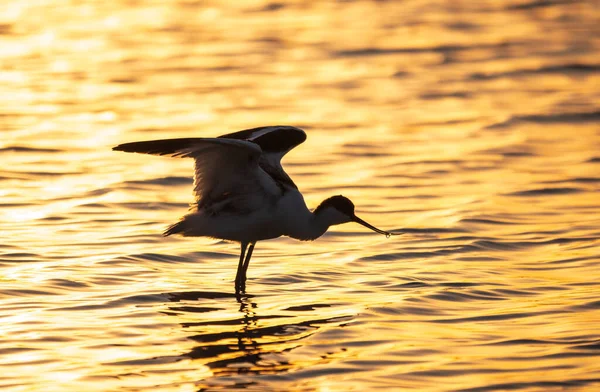 Kuşu Avocet Recurvirostra Avosetta Turuncu Gün Batımı Işığında Suyun Içinde — Stok fotoğraf