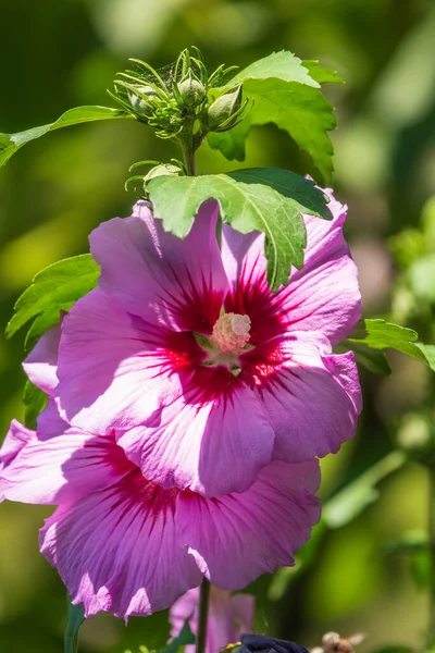 Hibiscus Moscheutos 'un pembe çiçekleri yakın plan bitki örtüsü. Hibiscus moscheutos, bataklık amfibiği, gül gülü amber çiçeği.