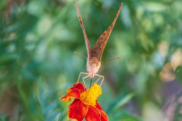 Papillon Fritillaire Vert Foncé Recueille Nectar Sur Fleur Speyeria Aglaja — Photo