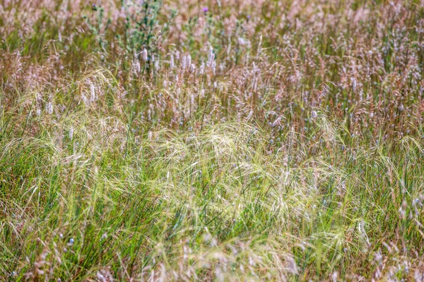 薄い風の中で茎が湾曲した種子を持つ緑の草 選択的フォーカスで少しぼやけています コピースペース付きの自然背景 — ストック写真