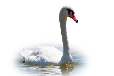 Beyaz arka planda izole bir şekilde gölde yüzen zarif beyaz kuğu. Gölde yüzen beyaz bir kuğunun portresi. Dilsiz kuğu, Latince adı Cygnus olor.