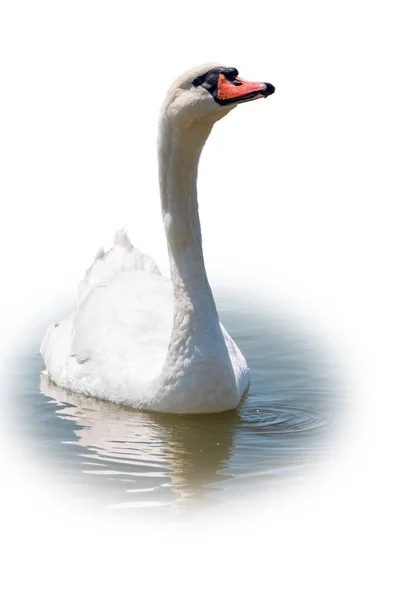 Cisne Branco Gracioso Nadando Lago Isolado Fundo Branco Retrato Cisne — Fotografia de Stock