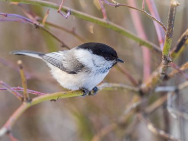 Cute bird The willow tit, song bird sitting on a branch without leaves in the winter. Willow tit perching on tree in winter. The willow tit, lat. Poecile montanus.