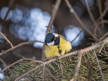 Cute bird Great tit, songbird sitting on the nice fir branch. Parus major