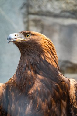Yırtıcı Kuş Altın Kartal 'ın portresi. Altın kartal, Aquila chrysaetos, kuzey yarımkürede yaşayan bir yırtıcı kuş türüdür..