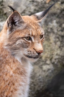 Avrasya vaşağının portresi. Avrasyalı vaşak, lat. Luchs vaşak, Avrupa 'dan Orta Asya ve Sibirya' ya kadar uzanan orta büyüklükte bir vahşi kedidir..