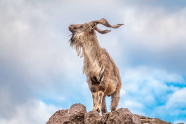 Markhor, Capra Falconeri, Orta Asya 'ya özgü vahşi keçi Karakoram ve Himalayalar mavi gökyüzü arka planında duran kayalar. Erkekler sıkıca kıvrılmış, tirbuşon gibi boynuzları var, 160 cm uzunluğunda.