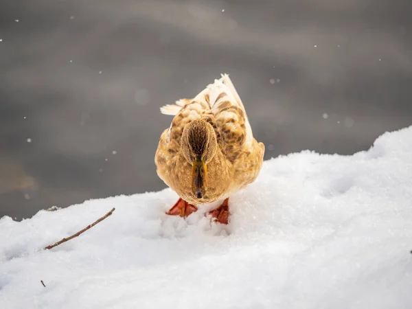 Beyaz Kar Arka Planında Sarı Renkli Mallard Dişi Ördek Hayvan — Stok fotoğraf