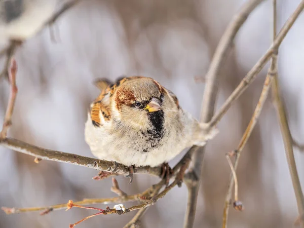 Sparrow Zit Een Tak Zonder Bladeren Sparrow Een Tak Herfst — Stockfoto