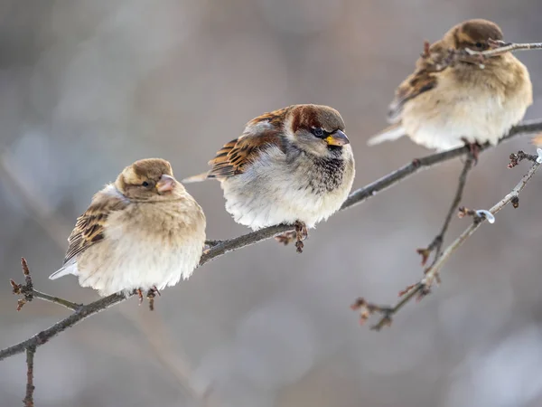 Trois Moineaux Sont Assis Sur Une Branche Sans Feuilles Bruants — Photo